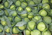 Photo kapusta