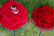 Photo kameliowe z p atk w r  