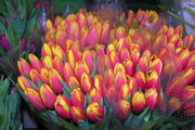 Photo tulipany