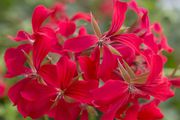Photo csm 2017 geraniums variety 02 6809dfbb06