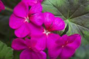Photo csm 2017 geraniums variety 03 a80e50ed92