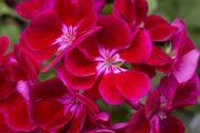 Photo csm 2017 geraniums variety 18 d74779ef72